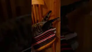 #Кот #устал.🤦‍♀️🤷‍♀️😂🤣😄👍