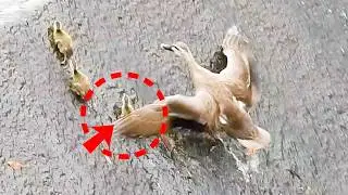 Survive the Bumpy Road to Raising Healthy Ducklings!