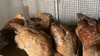 Crescita veloce Pulcini 16 giorni dopo