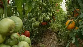 Томат от семени до плода часть 11 урожай 2019