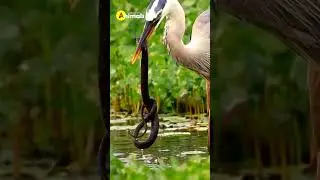 A Bird Eats a Snake #shorts  #shortvideo