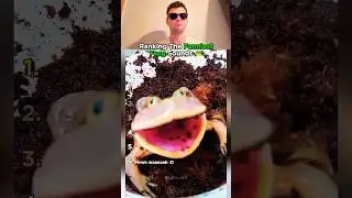 Top 6 Frog Sounds That Made Us Laugh Out Loud!