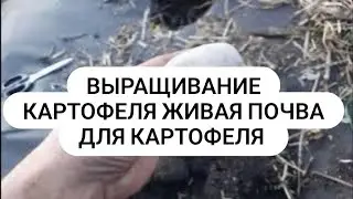 Плодородие Живой Гумус Как выращивать картофель