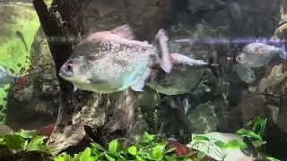 Piranha Fish