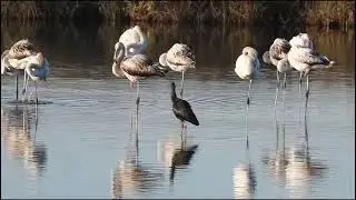 Morning routine of the Glossy Ibis and Greater Flamingos