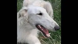 МОИ ВЕРНЫЕ ДРУЗЬЯ /СПАСЕНИЕ ЖИВОТНЫХ в прямом эфире!