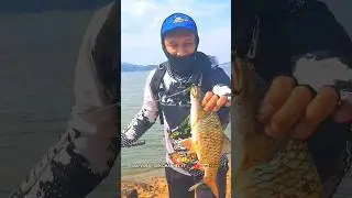 Lure casting ikan hampala Killer !! #umpancasting