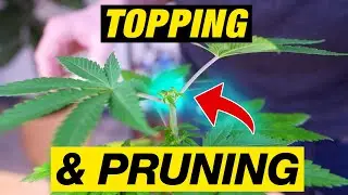 PRUNING CANNABIS PLANTS FOR MAXIMUM YIELD!