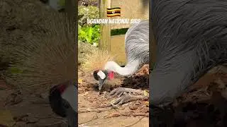 Ugandan National Bird -Grey Crowned Craine #wildlife