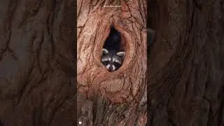Не грусти! Это просто листья меняют цвет 