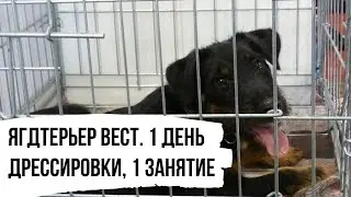Дрессировка ягдтерьера Веста. 1 день, 1 занятие