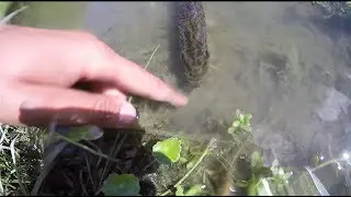 RELEASING Our Pet Bass