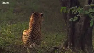 Kilalanin ang African lions,  tigers, Polar Bears and Saltwater Crocodiles bilang mga Mighty Hunters