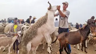 سوق طرطق بحوالى ونعجة وماعز وحمير أربعاء مكناس 2024/07/31