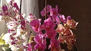 Весна пришла, ура!!! 🧚‍♀️🥰😍😋Домашнее цветение моих орхидей🧚‍♀️