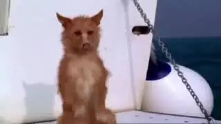 Настоящая дружба! Дельфин и собака.