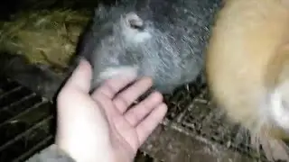Семья ручных нутрий