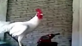 El video mas gracioso de animales (para cagarse de risa )2013