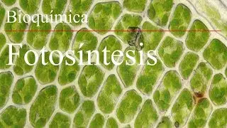 Fotosíntesis parte 1