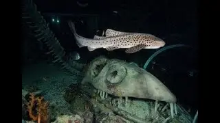My favourite submechanophobia pictures with creepy ambience