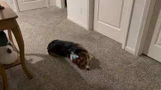 Ranger Compilation (Corgi Compilation)