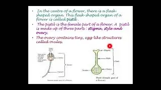 Class 6 || Chapter 7 || Getting to know plants ||  Lecture 3