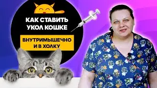How to give an injection to a cat We give the injection intramuscularly and into the withers