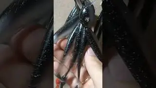 ОДНИ ИЗ САМЫХ ЛУЧШИХ ЦВЕТОВ ДЛЯ ЛОВЛИ ЩУКИ СУДАКА И ОКУНЯ. #fishing #рыбалка