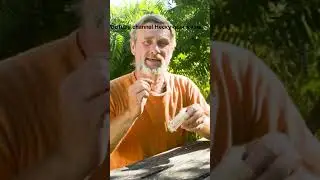Жалит матка #пчеловодство #shorts  Смотрите видео:Ужалила матка