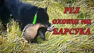 охота на барсука р.е.л (1.5 месяцев )