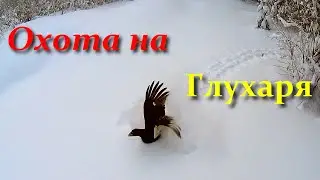 Охота на боровую дичь, ГЛУХАРЬ.