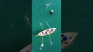 Strangford Dolphins