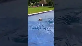 Fun Time For Baby Pug 🤩 | Cutest Dog On Internet #shorts #dog #pets | Paws and Fur