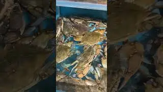 Blue crabs  #bluecrabs #crab