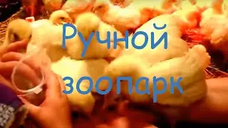Ручной зоопарк