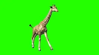 Giraffe || Green screen giraffe running || Giraffe running || Green screen Giraffe | Running Giraffe