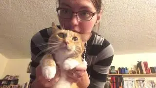 кот Ваня   живет в Лос Анджелесе