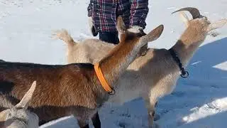 Козы линяют, даю... Козлят поим водой