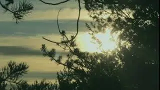Футаж Тайга