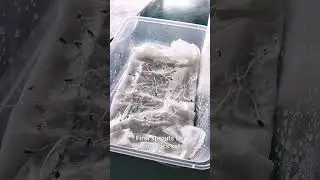 My first lettuce sprouts about to be transplanted to my hydroponic setup