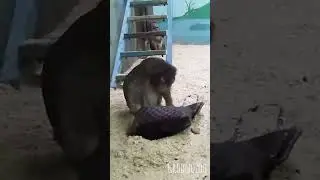 Хорошая сумка, надо брать! 