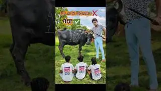 School🏫मे घूस गया भैस🐃. #animal