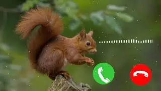 Top funny tune | phone ringtone | hello uthalo phone aaya hai | kids voice ringtone | funny ringtone