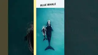 fun facts #trending #viral #youtubeshorts