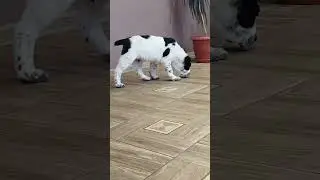 гайсан