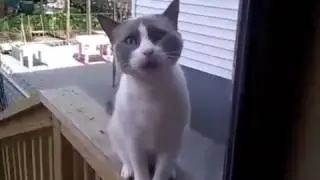 Говорящий кот