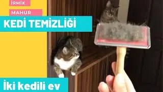 KEDİ TEMİZLİĞİ / KEDİ TÜY TARAMA / KEDİLİ EV TEMİZLİĞİ