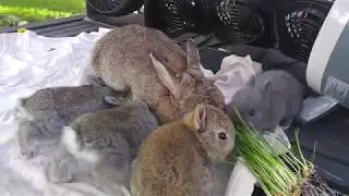 2 week old rabbits eating