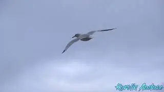 Птицы.Авторские стихи Каролин Одас