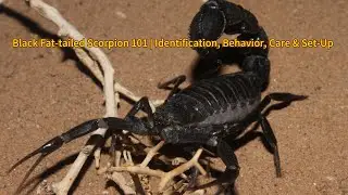 Black Fat-tail Scorpion 101 | Identification, Behavior, Care & Set-Up Guide 